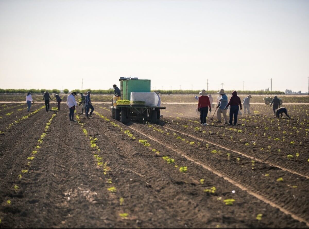 Hemp Farming